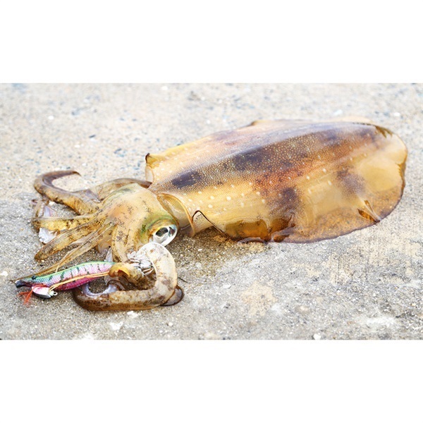 Ebi Q 3.0号
